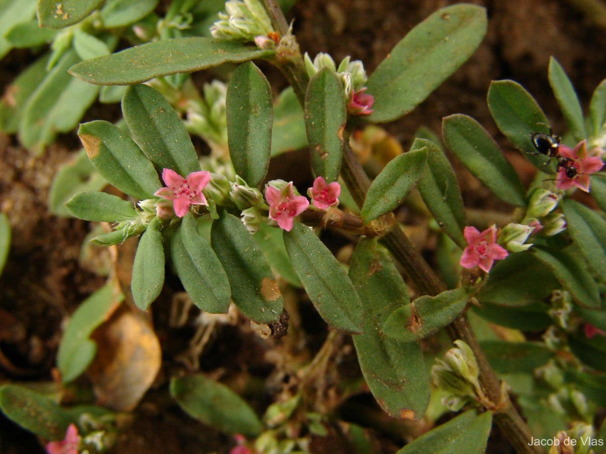 Polygonum plebeium R.Br.